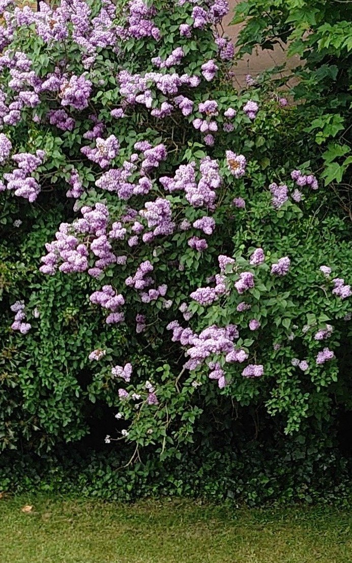 Respect the Bloom 