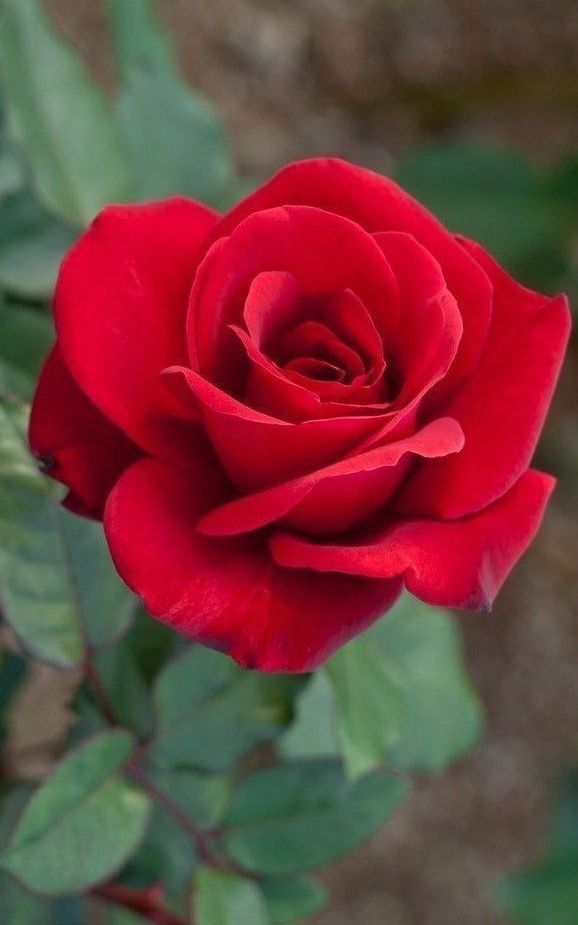 The Rose