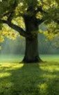 The Timeless Tree