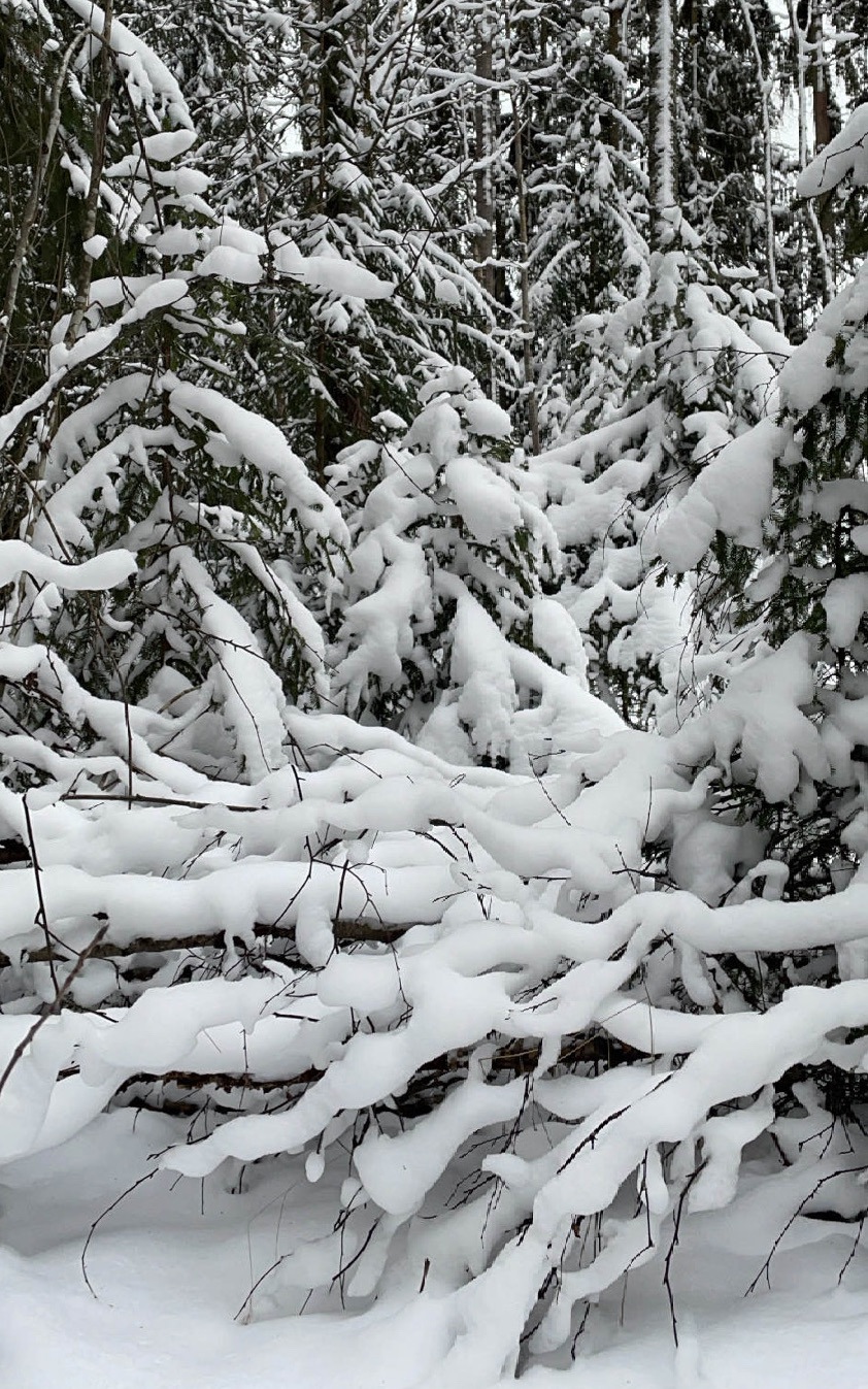 Snowflakes