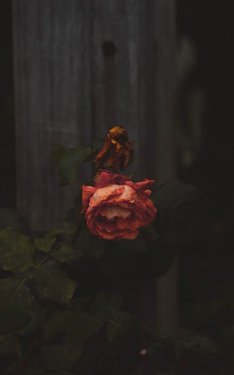 Alone
