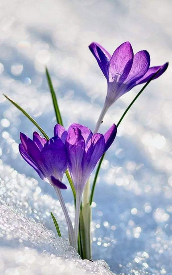 Purple Flowers