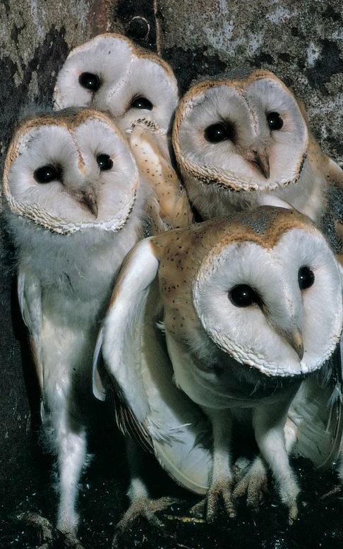 Owl Pellets